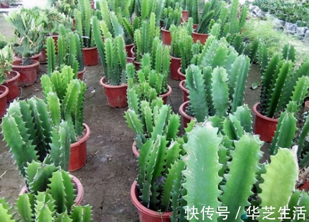 浇花|秋冬天养花,三种水不能拿来浇花,易黄叶烂根,养花人速看