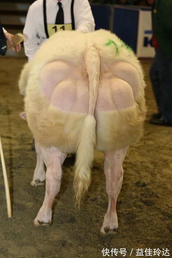 抑制素|魔鬼筋肉牛:人类改造出来的怪物,世界上最强壮的牛,你敢吃吗?