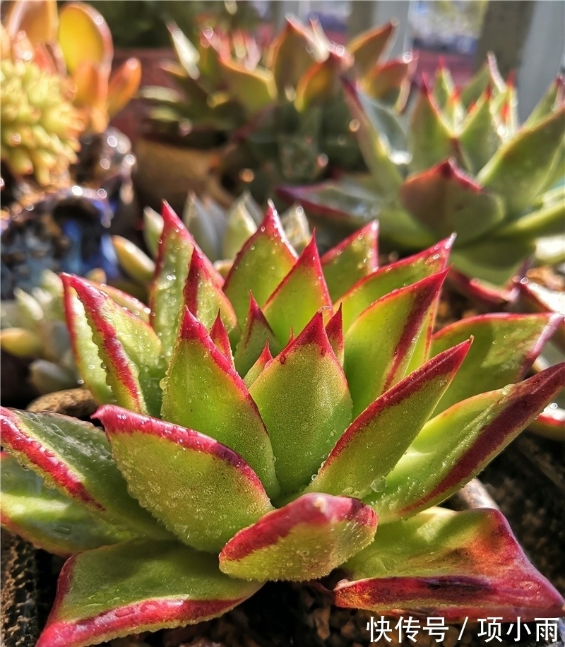 天下养肉人都一样贪