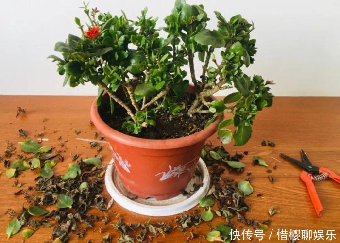 家里有此7种花,少浇水不能晒,天热要休眠早看早知道