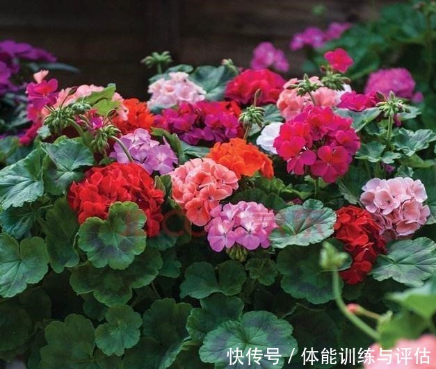 盆栽天竺葵,花苞越来越少教你一个小技巧,长满“大花包”!