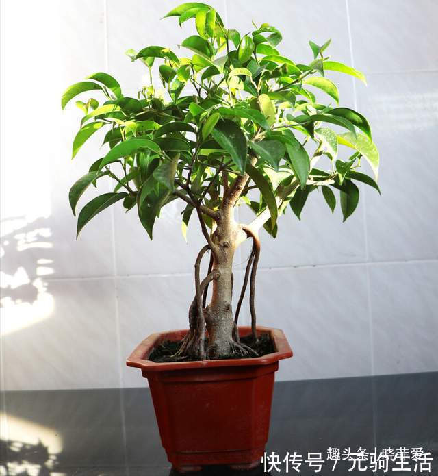 中国传统文化|阳台再小，也能养3种树，小盆就能养，个个都是“传家宝”