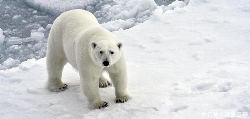 近年时不时来发生让人类惊讶不已的事情,地球到底发生了什么事情