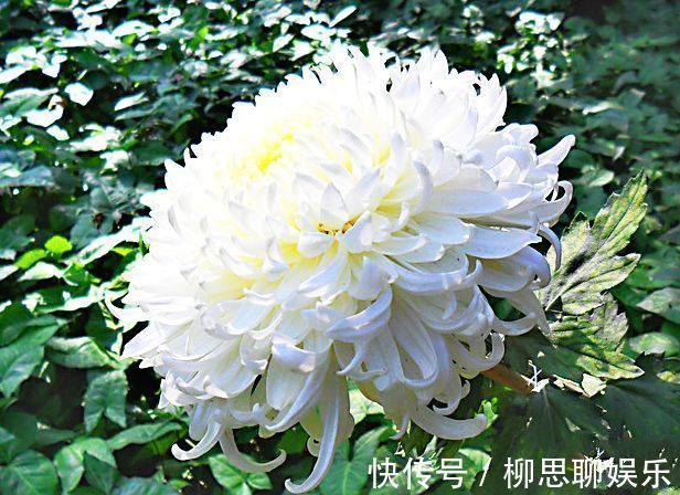 喜欢菊花,就养盆“珍品菊花”玉弥陀,花开似白玉绣球,一尘不染