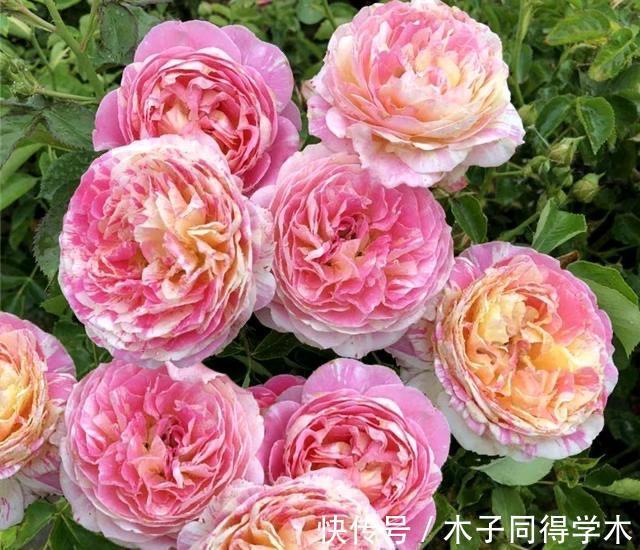 花卉|老人喜欢养的“3盆花”,花色鲜艳,好养易活,开花非常美