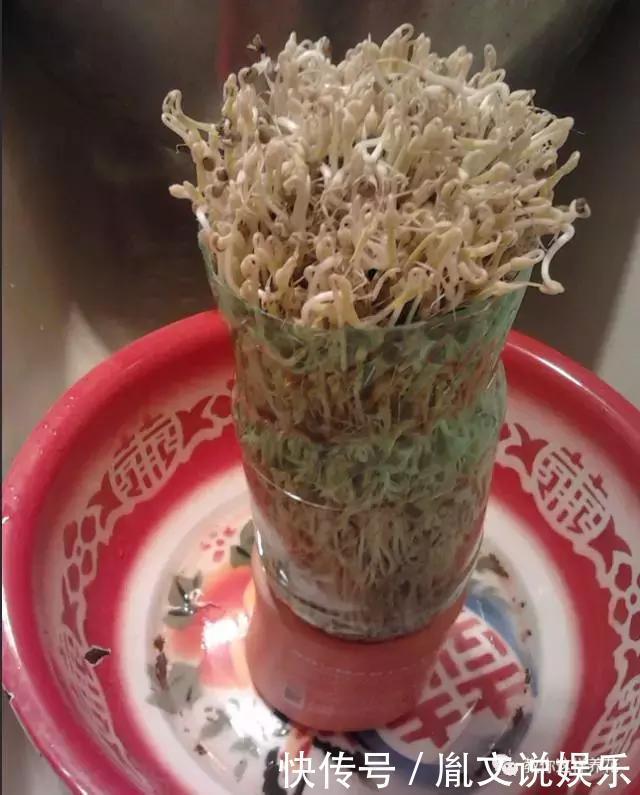 塑料瓶别扔了,用来养花真是神器!可别浪费了!