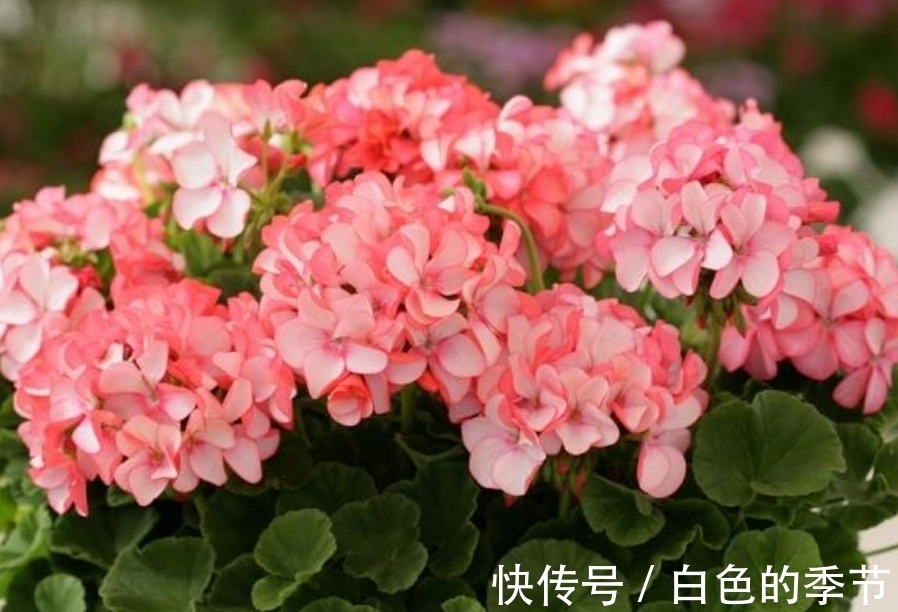 天竺葵扦插的几个“小妙招”,生根快,长得快,六十天开出大花球