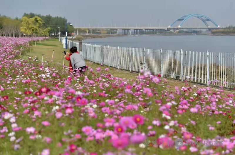 锦簇|白云绿水、鲜花锦簇......滹沱河畔赏秋景