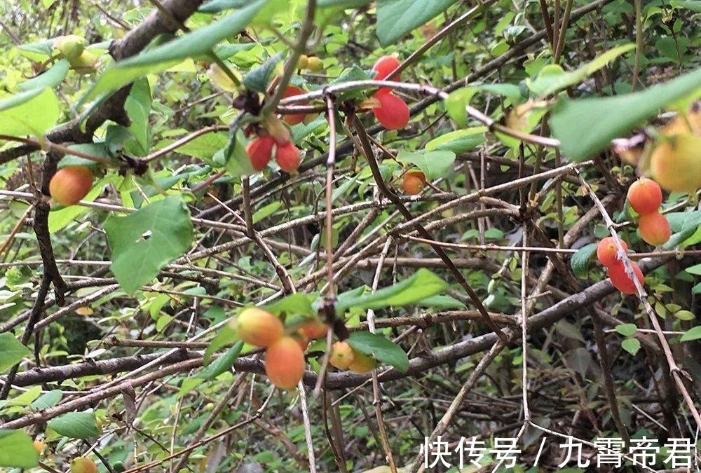 野生|它是“春季第一野果”,含钙很高,市场40元一斤,山里遇见赶紧摘