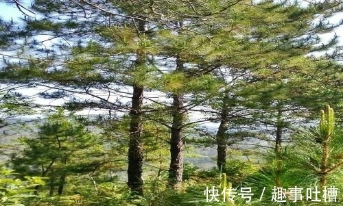 题小松!李商隐和杜荀鹤这两首诗写小松,是纯粹的咏物诗吗