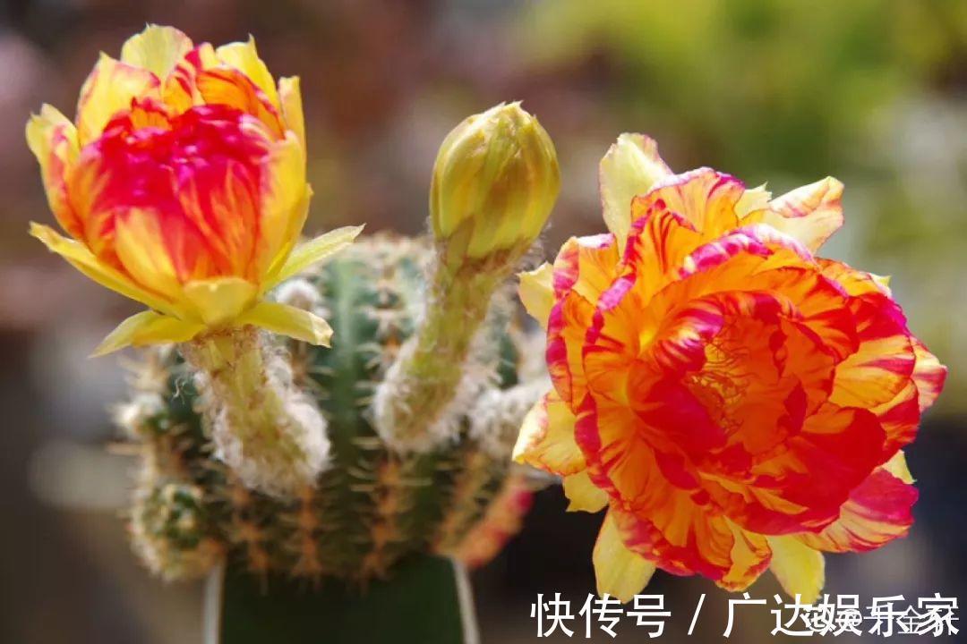 6种多肉太难养,赶紧留个种,省得每年都要重新买!