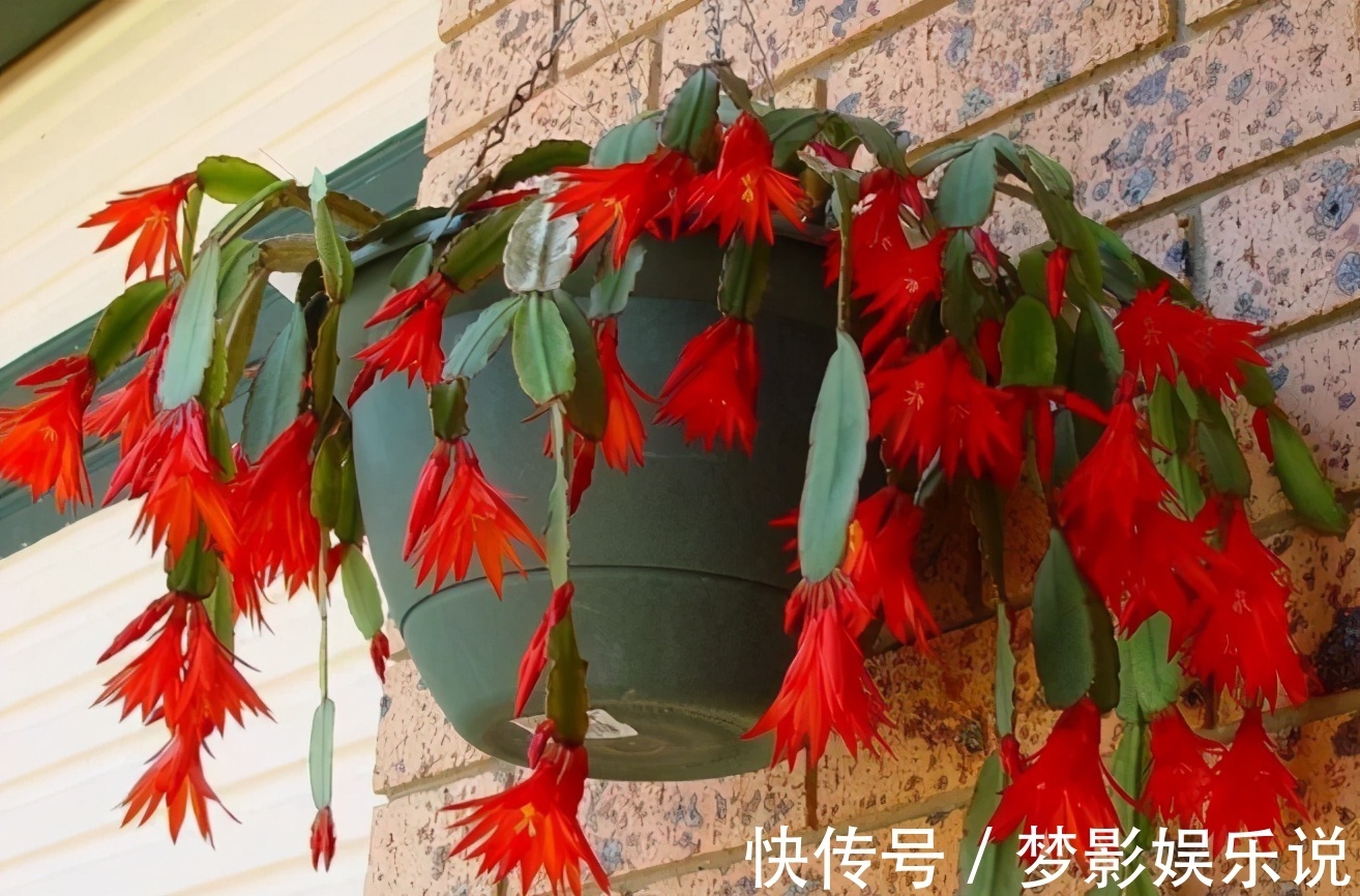 掌握住这个“催花技巧”，养蟹爪兰或其他花卉全不用愁了