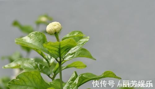 修剪|养殖茉莉的正确方法，注意几点，让茉莉提高开花质量