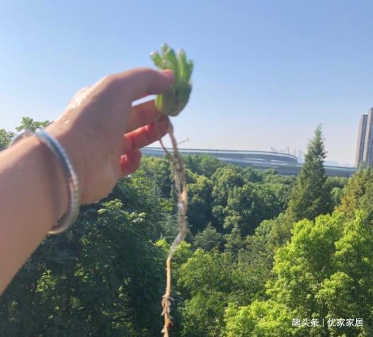 养1年的玉露群生,盆内显得太挤,狠心将其拆了,结果成玉露大户