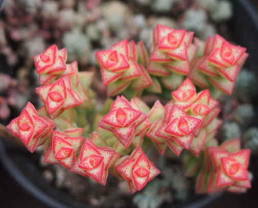 多肉小米星怎么养更旺盛教你3个小妙招，养出枝叶繁茂的小米星