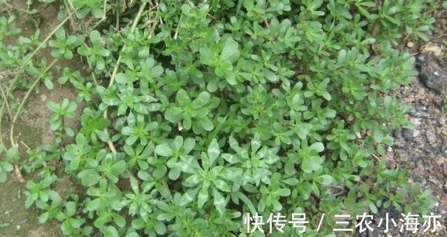 野菜|遇见“它”,请摘叶就好,别拔根,拔一棵,少一棵