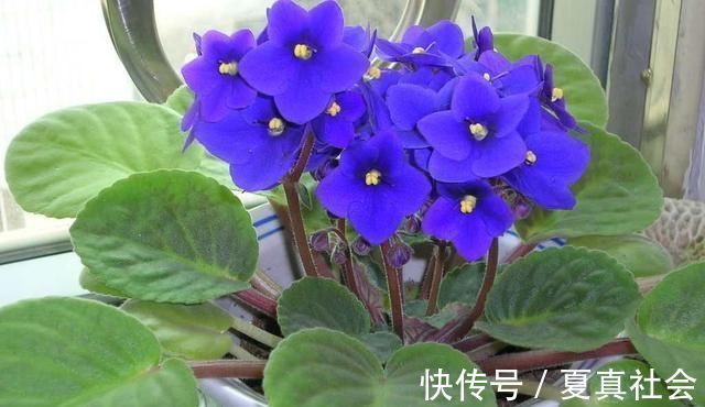 金边吊兰|大暑过后，“3种花”扦插正合适，剪个枝扔盆里，大白根呼呼长