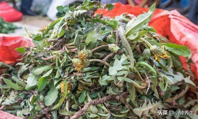 散结|女人乳腺增生的“天敌”终于找到,经常喝4种茶,通乳散结消增生