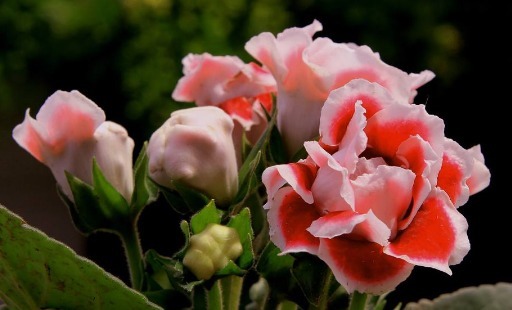 养盆大岩桐,养护记住以下3个小技巧,长得旺,轻松一盆变多盆