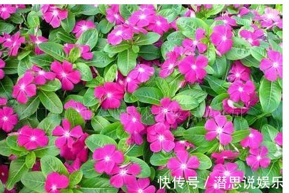 长春花|此花号称不败花，好养又漂亮，一年能开300多天，养成花海，贼美