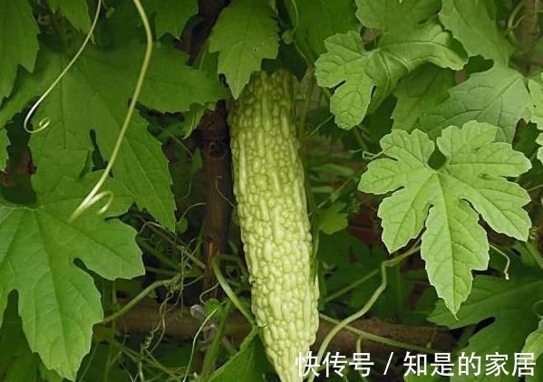 蛋白酶|癌细胞最怕的以下几种食物,连专家都在吃!常吃癌症躲着你