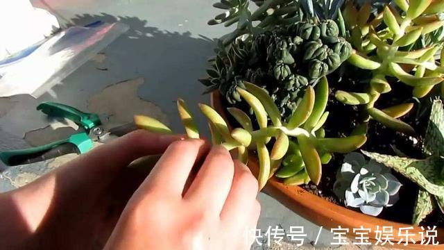 多肉养了一年不见长,来次狠心手术,立马就变样