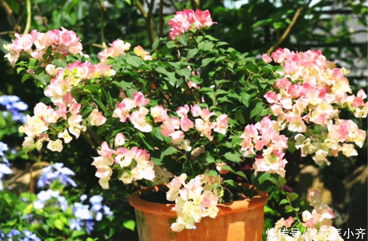 三角梅出室不能早，否则花芽全落掉，做好3步，室内开成“花球”