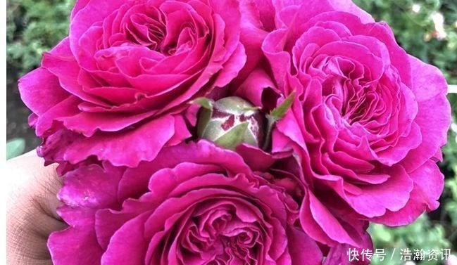 “高端玫瑰”女人香气，丰腴婀娜，花色艳丽，可以说养花必备