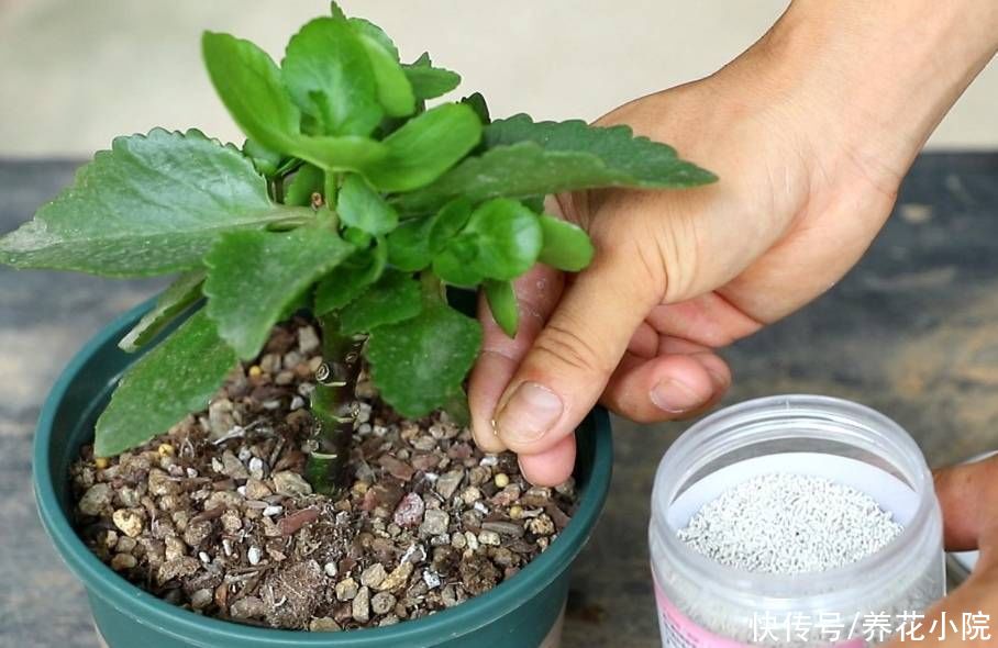 新枝|长寿花长得又瘦又小，秋天给它做好4件事，植株长势旺，孕蕾多