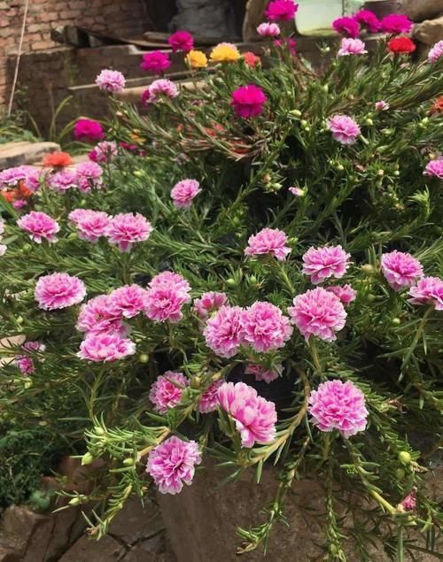 4种“开花机器”,现在养一盆正合适,放在家里三季有花,四季有景!