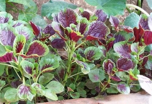 很常见的3种食物，排毒养颜，滋润肌肤，好处多多