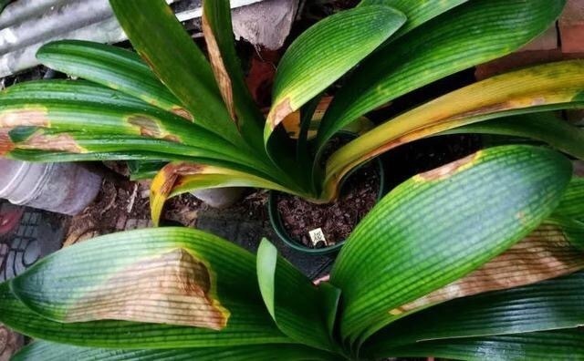 秋凉|秋凉后,养3种花,最好换盆、换土,到时候不开花、黄叶