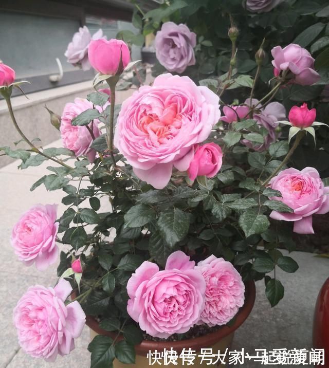 花期最长的盆栽花,全年都开花,漂亮又芳香,养护容易,值得栽培