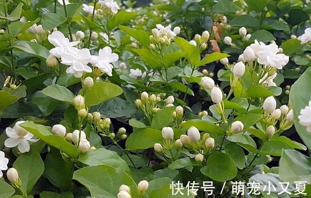 花市|花市上的茉莉“满头花苞”,花香浓,原来是“这样”养出来的