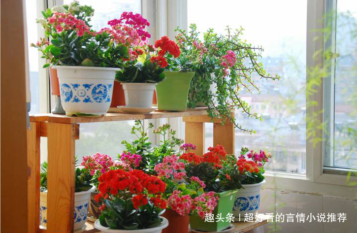 少养2盆绿萝,此花也要多养2盆,花开180天,净化空气是绿萝5倍!