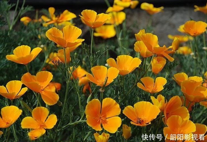 此花花形呈扇形,花瓣本身还泛着丝绸的光泽,让人忍不住驻足停留