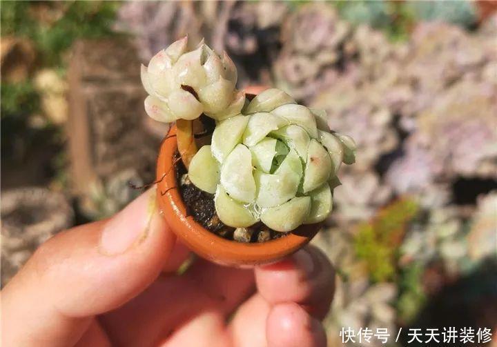 爸妈不在家,我在院子里疯狂种多肉,倍儿爽