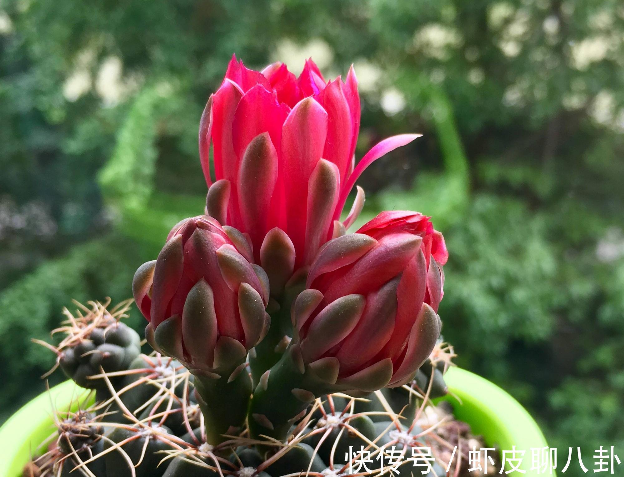 养仙人球就养一棵“绯花玉”,花瓣大、很美很好养、不止开一茬