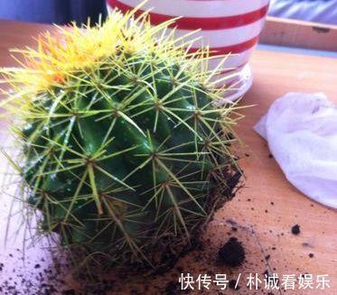 根系|仙人球也养不活别中了商家的“猫腻”，这种球，谁养也难活
