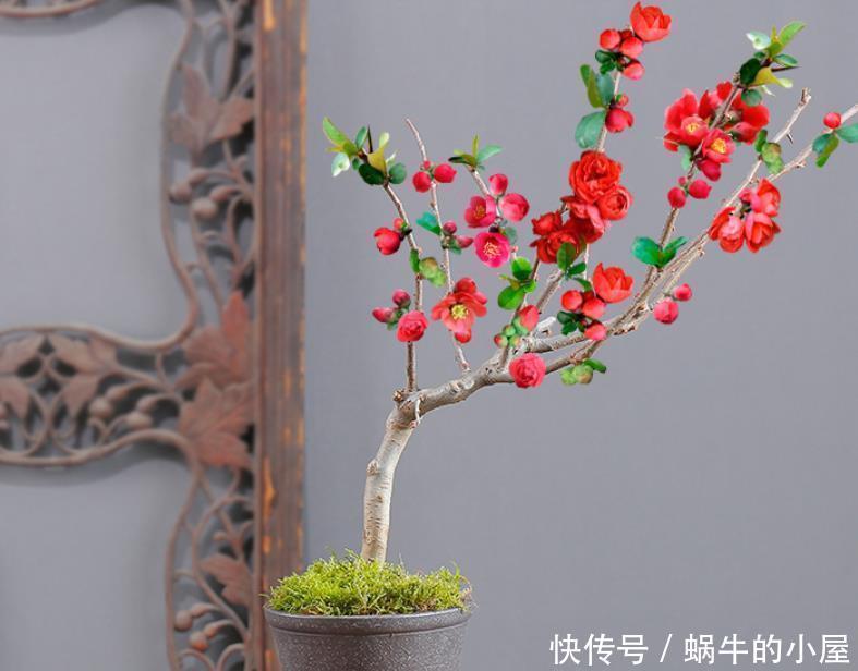 木瓜海棠|此花,被誉为花卉界的“红宝石”,太美了,给大家看看