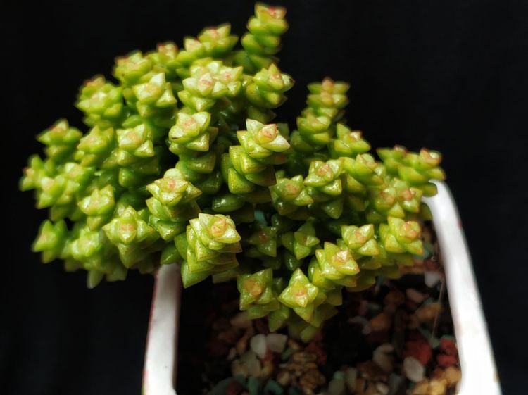 成长|与多肉一起走过的日子,见证多肉的成长过程!