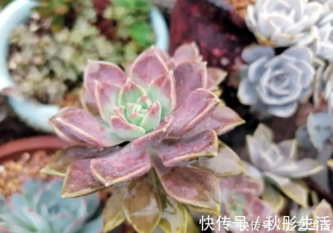 最耐晒的8种多肉,夏天照样疯长不停,呼呼窜成小瀑布