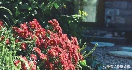 桃花源|20多岁的年龄差距,却把一个破烂的农家小院变成了“桃花源”