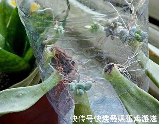 扦插|家庭养花,塑料瓶是“宝贝”,学会5个使用“小妙招”,一生受用