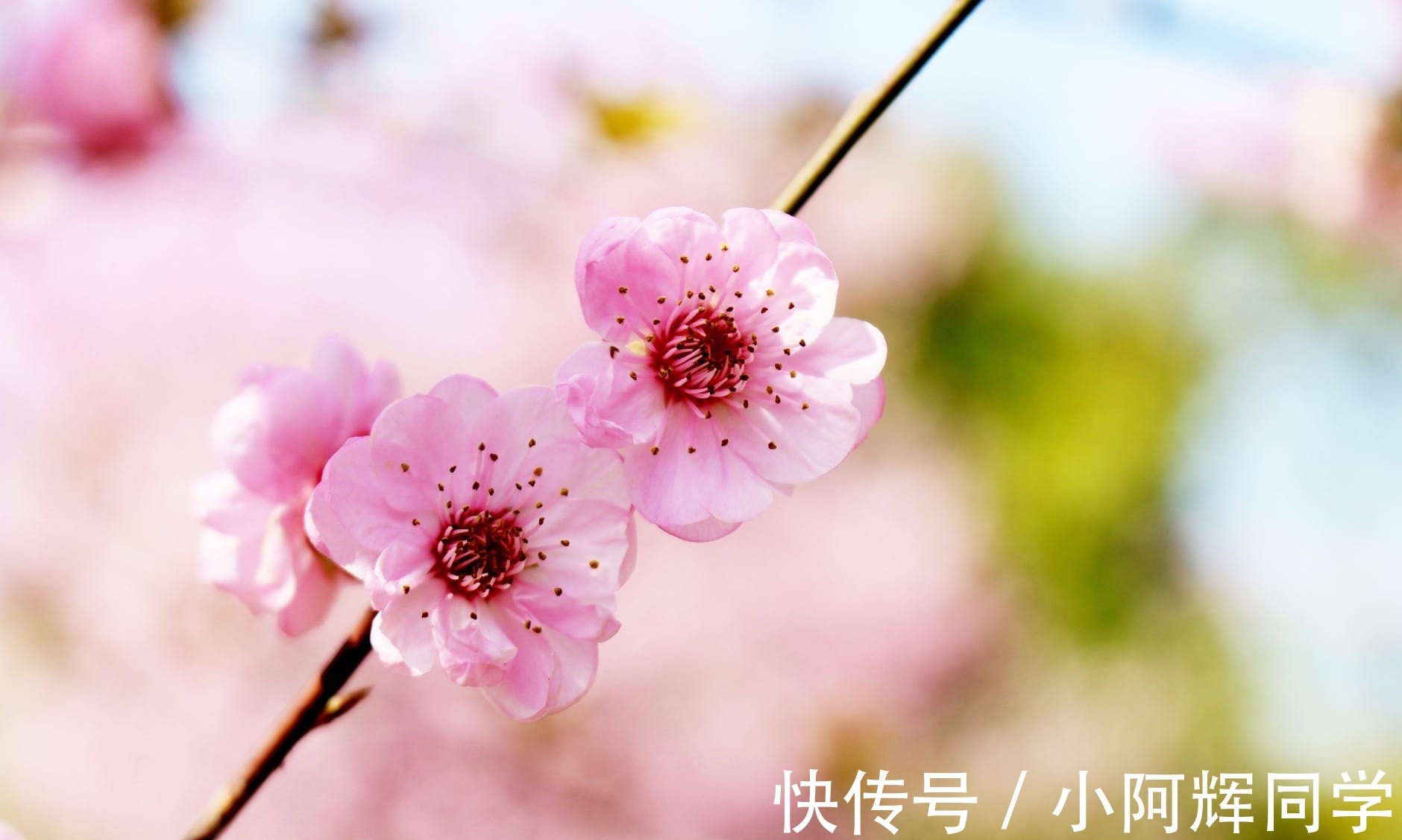 岳飞$《论语》:君子与小人