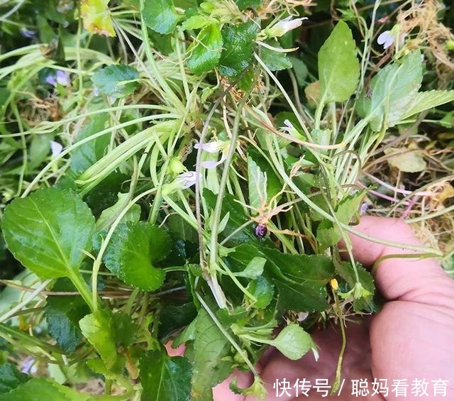 一种野草,株高只有40厘米,价值40元一斤,七星莲你认识吗!