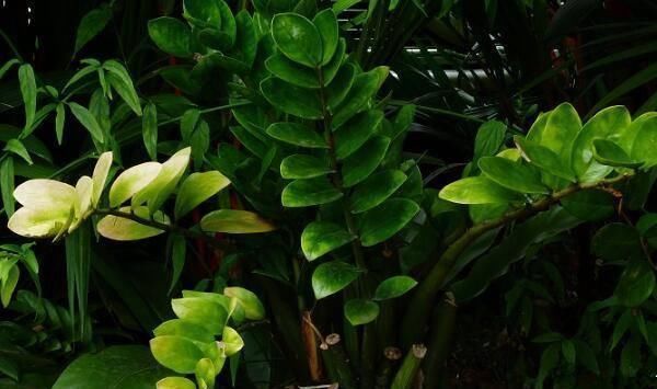 逛花市千万别买这3种花,内藏“猫腻”,买回家很难养活