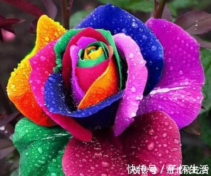 酸性|4种花堪称开花机器，365天都在开花，赏心悦目，你喜欢哪一种？