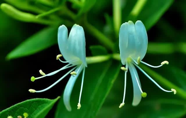 春季室内植物推荐(内含种植窍门)