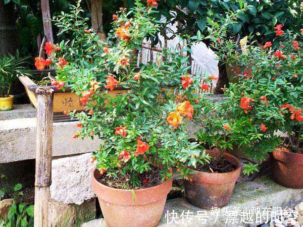 台友们|你家盆景石榴不开花、不结果别急，一把剪刀就能解决！